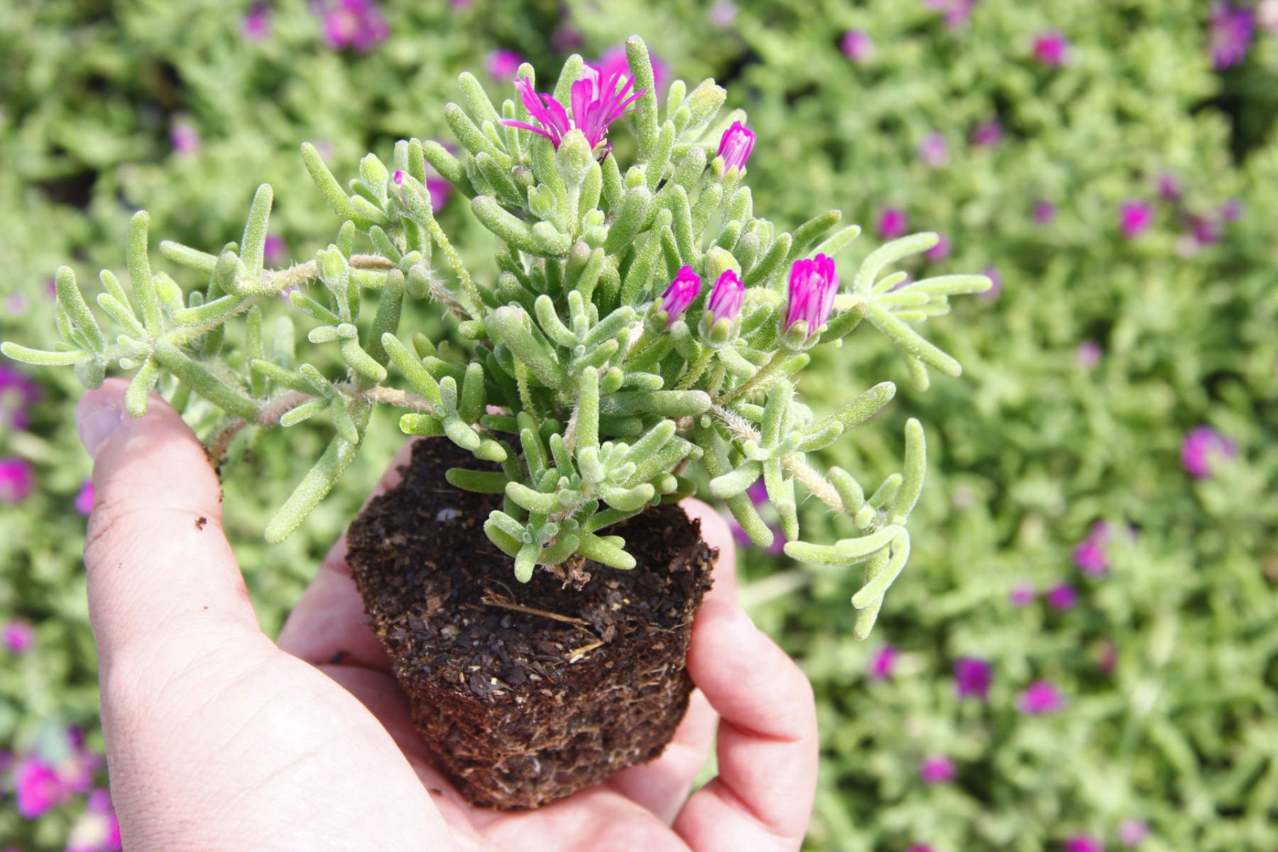 Acem Halısı (Mesembryanthemum roseum) Nedir? | Özellikleri, Bakımı ve Yetiştirilmesi