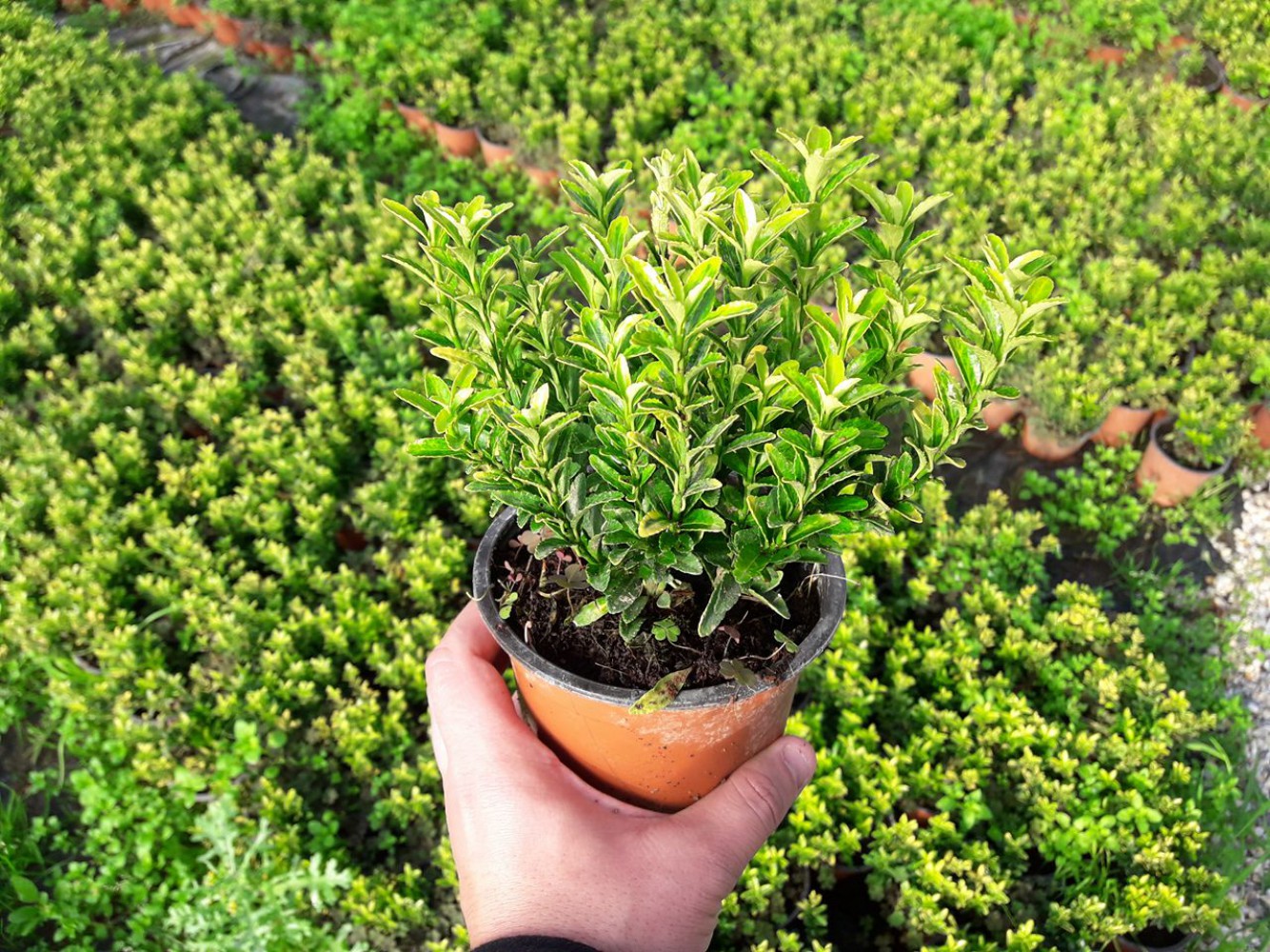 Altuni Çıtır Taflan (Euonymus microphyllus ‘Pulchellus Aureus’) Nedir? | Özellikleri, Bakımı ve Yetiştirilmesi