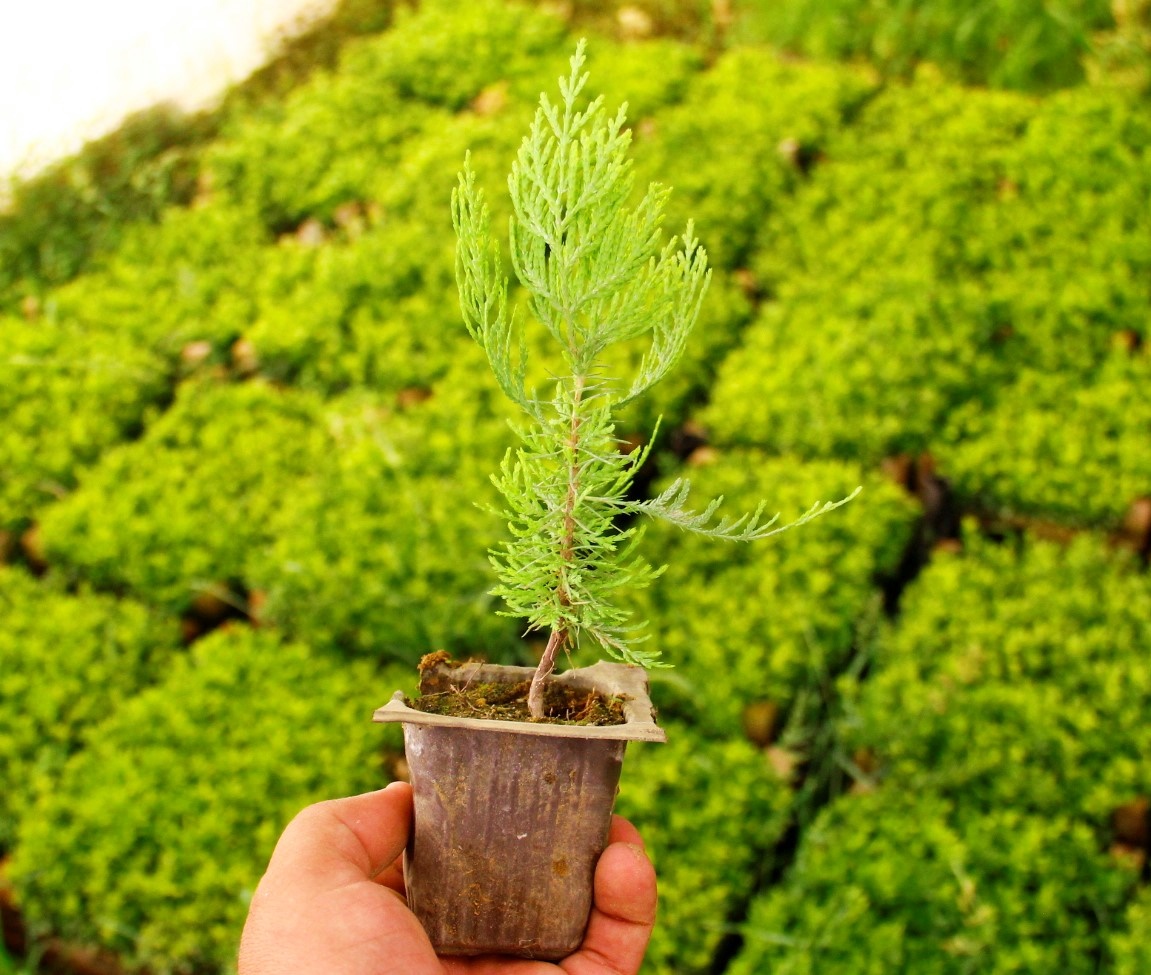 Altuni Mazı (Thuja orientalis) Çit Bitkisi Nedir? | Bakımı, Özellikleri ve Yetiştirilmesi