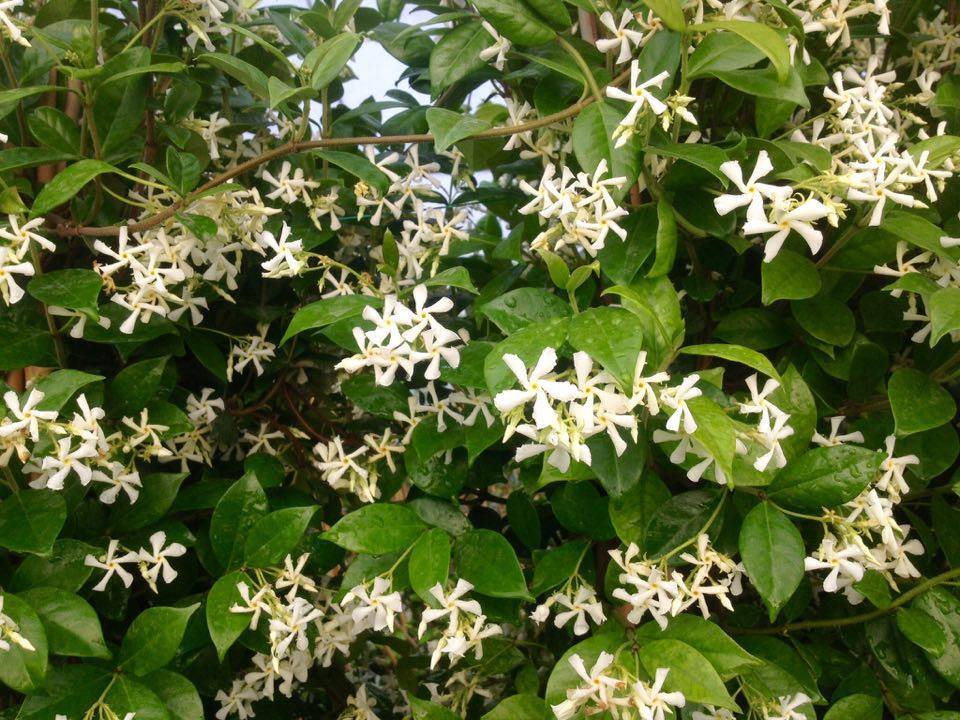 Arap Yasemini (Rhyncospermum jasminoides) Nedir? | Özellikleri, Bakımı ve Yetiştirilmesi
