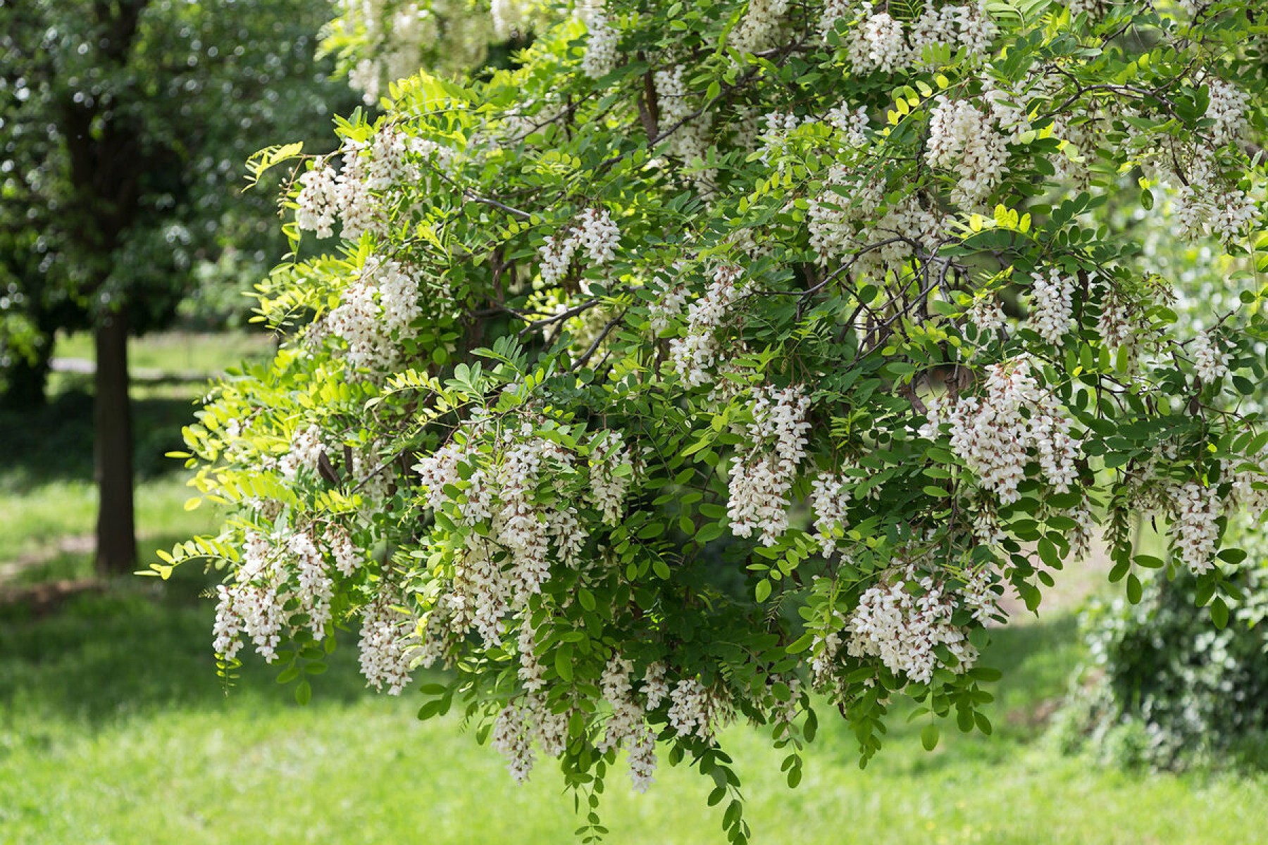 Beyaz Çiçekli Akasya (Robinia Pseudoacacia) Nedir? | Özellikleri, Bakımı ve Yetiştirilmesi