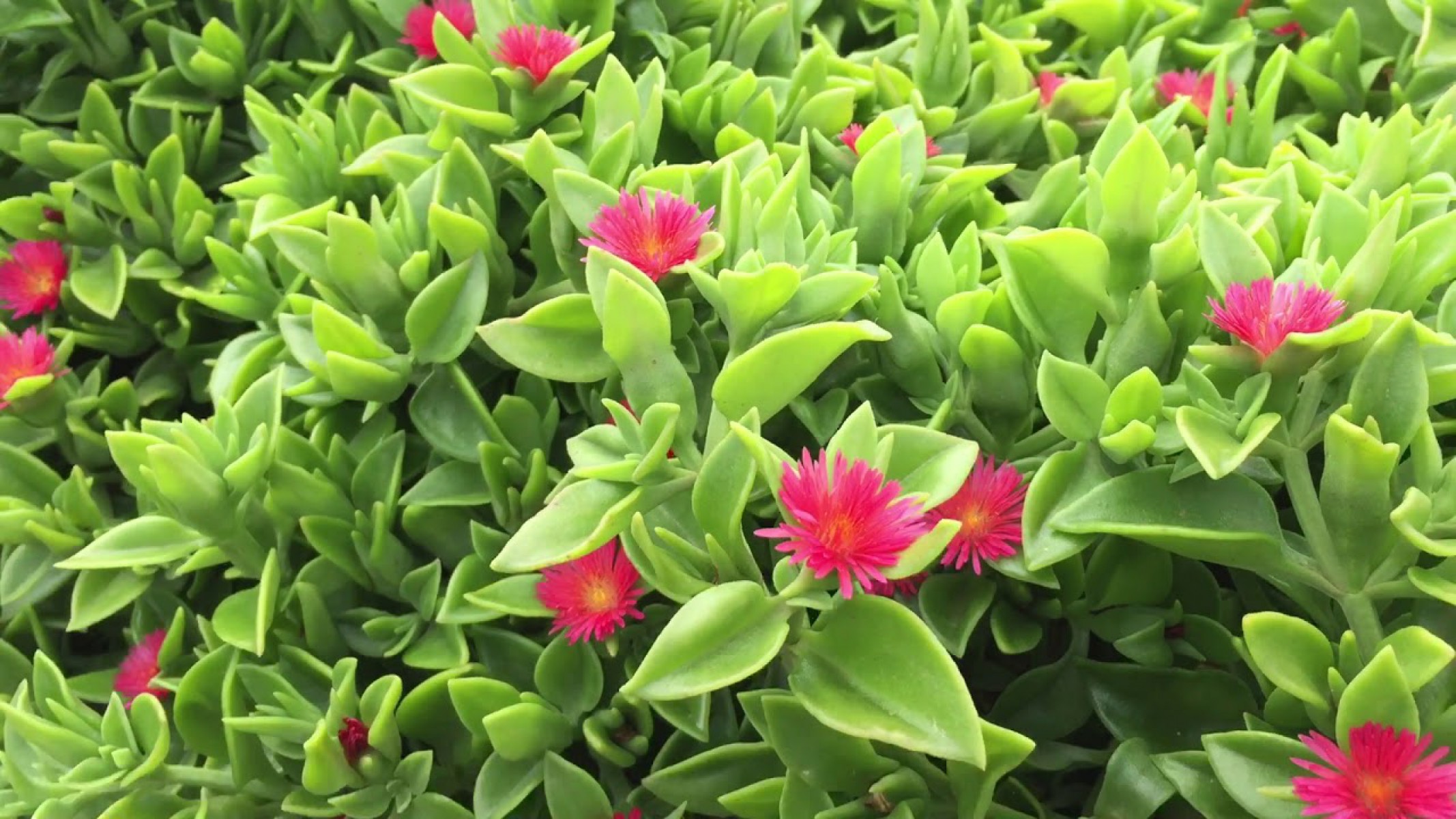 Buz Çiçeği (Aptenia Cordifolia) Çit Bitkisi Nedir? | Bakımı, Özellikleri ve Yetiştirilmesi