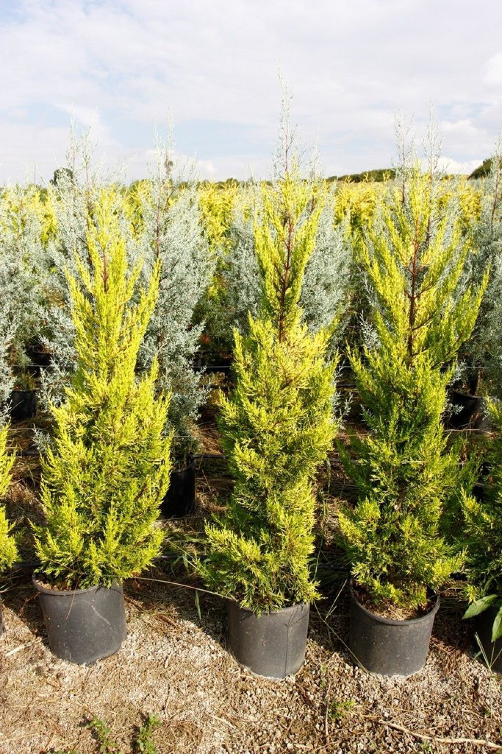 Limoni Servi Çit Bitkisi Nedir? | Bakımı, Özellikleri ve Yetiştirilmesi