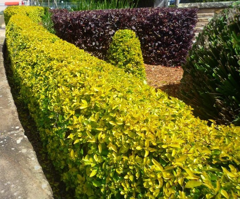 Gold Taflan Bitkisi Nedir? | Bakımı, Özellikleri ve Yetiştirilmesi