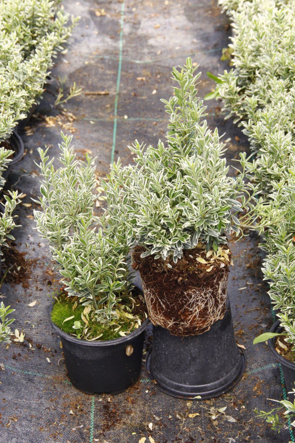 Gümüşi Taflan (Euonymus japonicus Variegata) Nedir? | Özellikleri, Bakımı ve Yetiştirilmesi