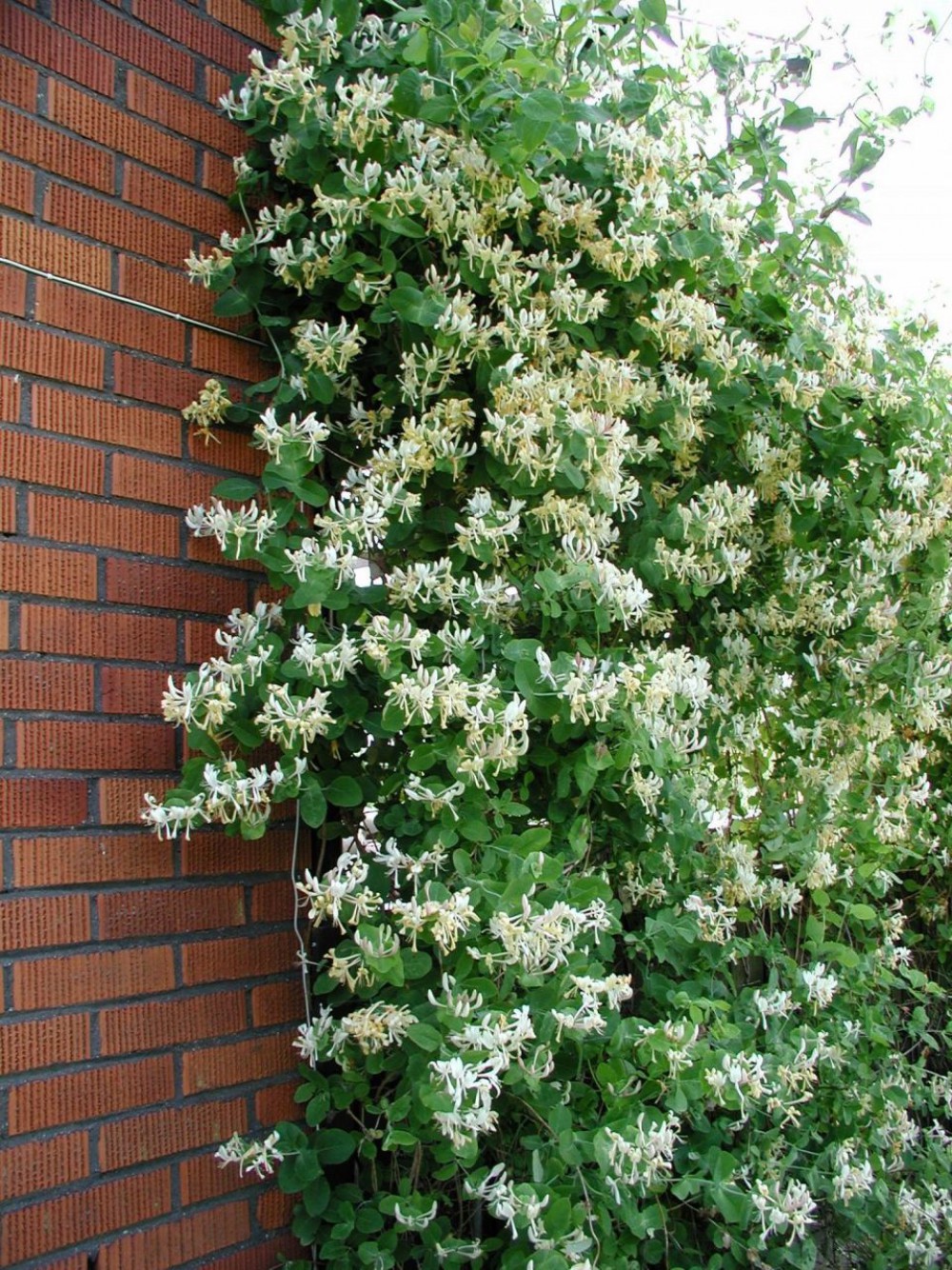 Hanımeli Sarmaşığı (Lonicera japonica)  Nedir? | Özellikleri, Bakımı ve Yetiştirilmesi