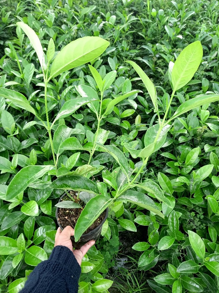 Kartopu (Viburnum Lucidum) Nedir? | Özellikleri, Bakımı ve Yetiştirilmesi