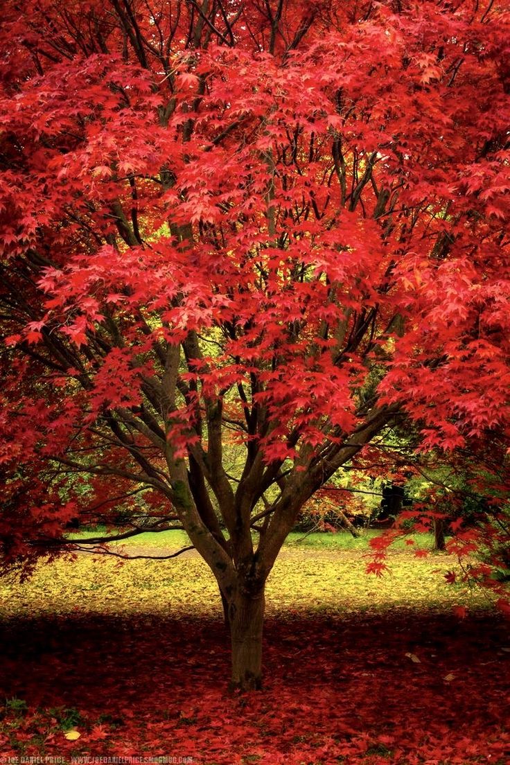 Kırmızı Amerikan Meşesi (Quercus Rubra) Nedir? | Özellikleri, Bakımı ve Yetiştirilmesi