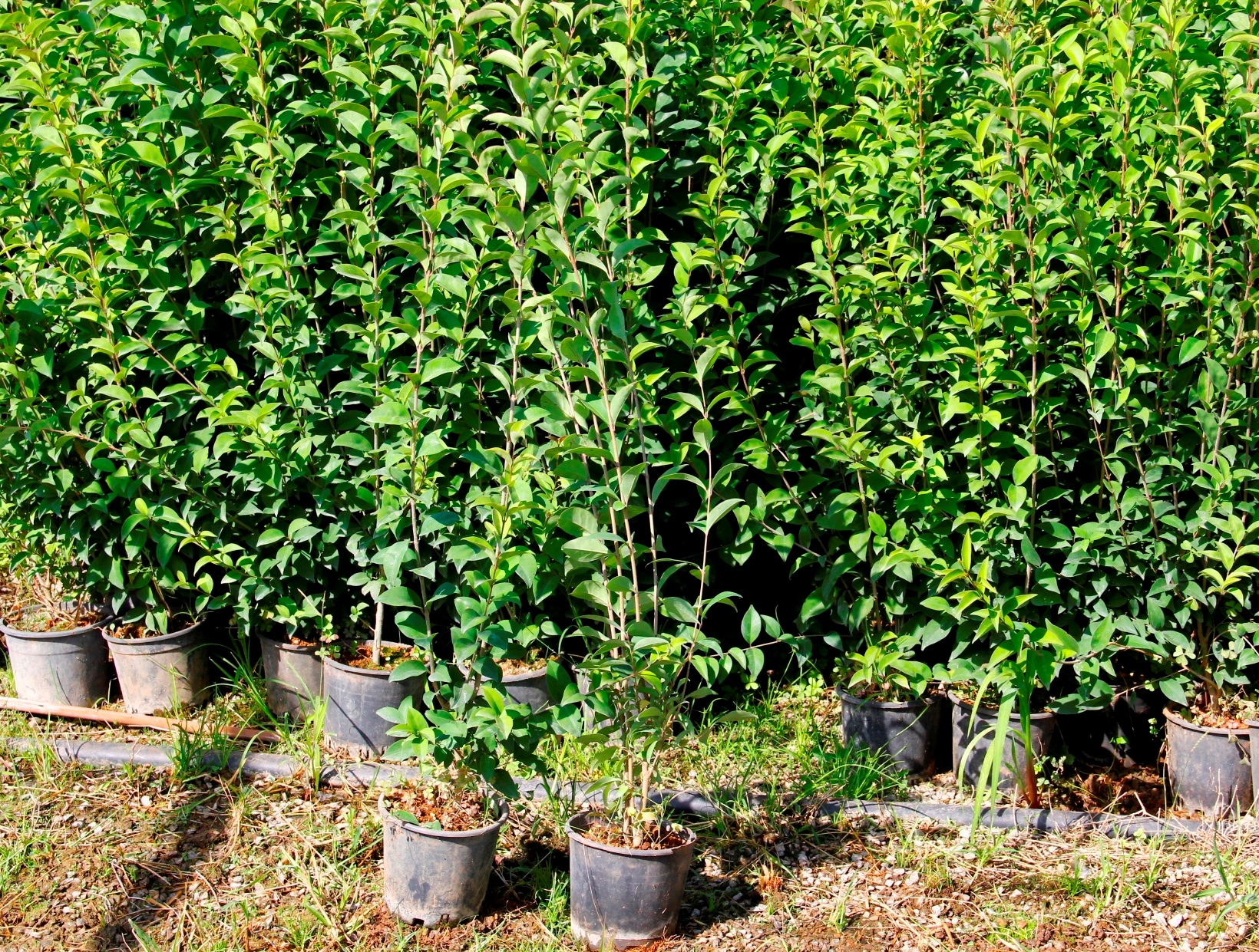 Ligustrum Çit Bitkisi Nedir? | Bakımı, Özellikleri ve Yetiştirilmesi