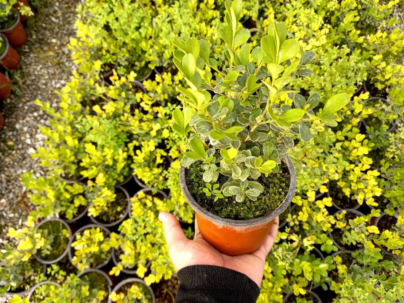 Şimşir Fidanı (Buxus Sempervirens) Çit Bitkisi Nedir? | Bakımı, Özellikleri ve Yetiştirilmesi