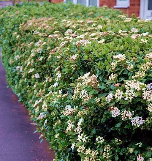 Viburnum Tinus Çit Bitkisi Nedir? | Bakımı, Özellikleri ve Yetiştirilmesi