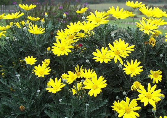 10 ADET SARI PAPATYA EURYOPS- ÇOK YILLIK DIŞ MEKAN ÇİÇEĞİ 10 ADET SARI PAPATYA EURYOPS- ÇOK YILLIK DIŞ MEKAN ÇİÇEĞİ