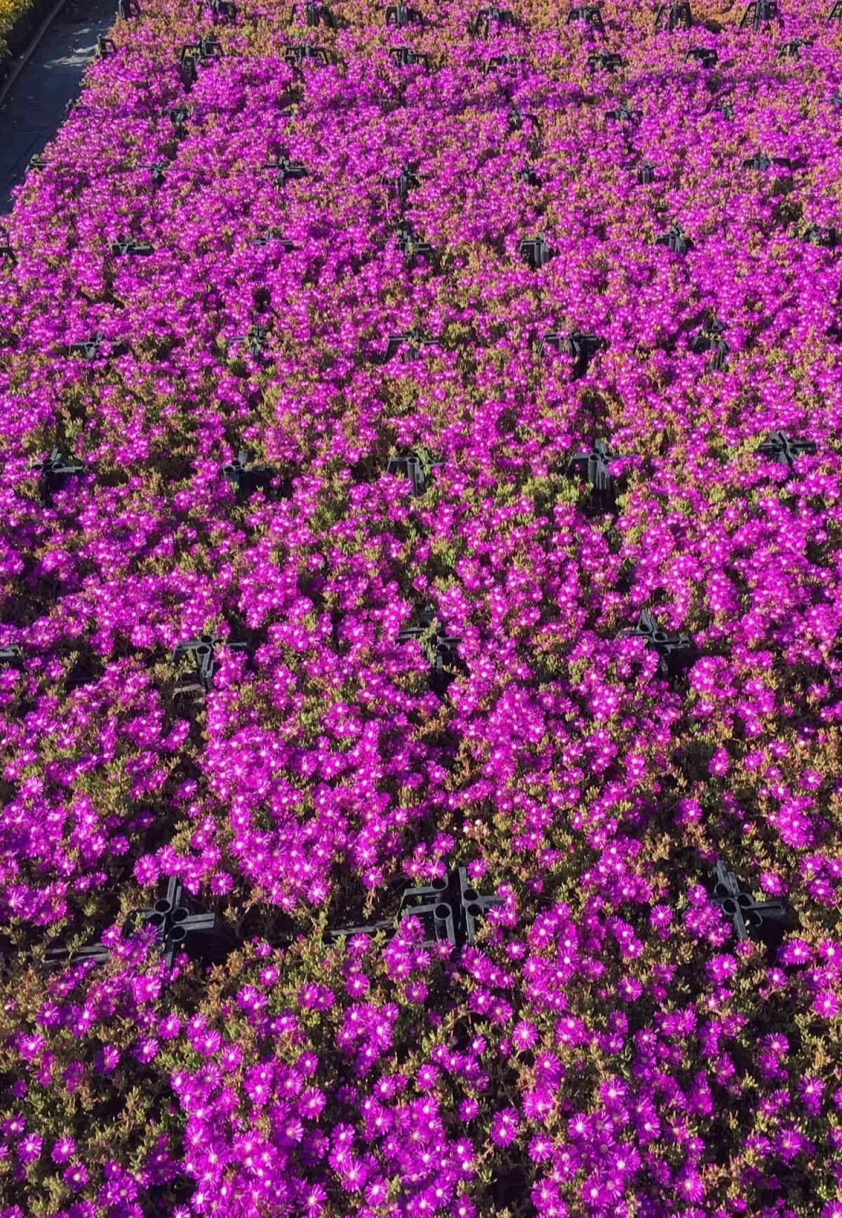 10 ADET YER ÖRTÜCÜ BİTKİ SETİ (5 ACEM HALISI + 5 KAZ AYAĞI)