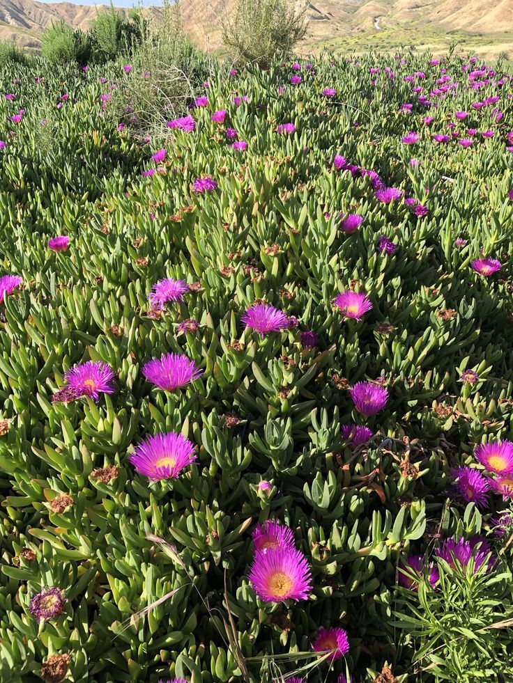 10 ADET YER ÖRTÜCÜ BİTKİ SETİ (5 ACEM HALISI + 5 KAZ AYAĞI) 10 ADET YER ÖRTÜCÜ BİTKİ SETİ (5 ACEM HALISI + 5 KAZ AYAĞI)