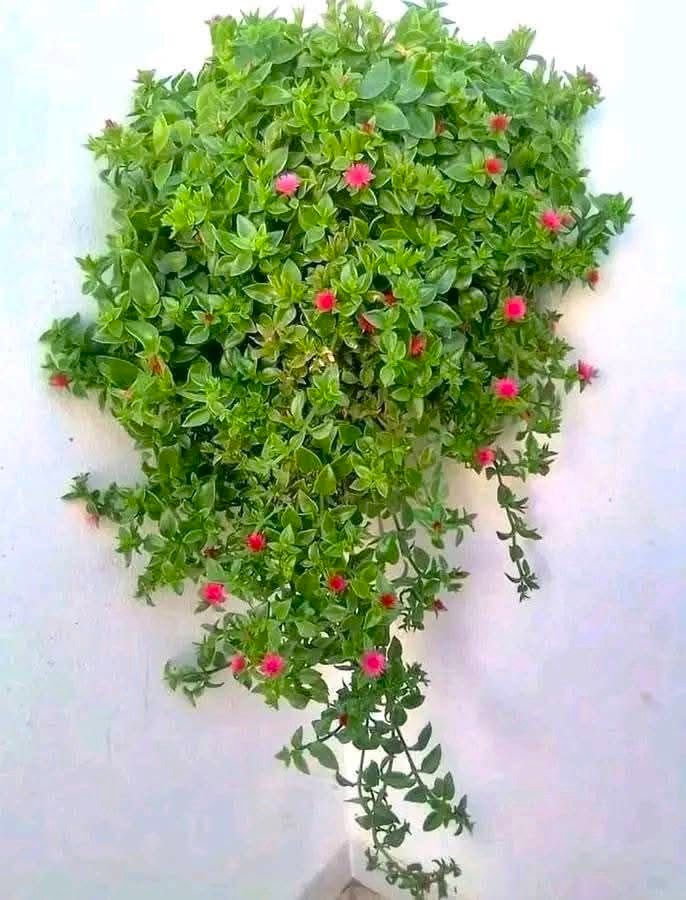 10 ADET YER ÖRTÜCÜ - SARKICI ÇİÇEK SETİ (5 ACEM HALISI + 5 BUZ ÇİÇEĞİ) 10 ADET YER ÖRTÜCÜ - SARKICI ÇİÇEK SETİ (5 ACEM HALISI + 5 BUZ ÇİÇEĞİ)