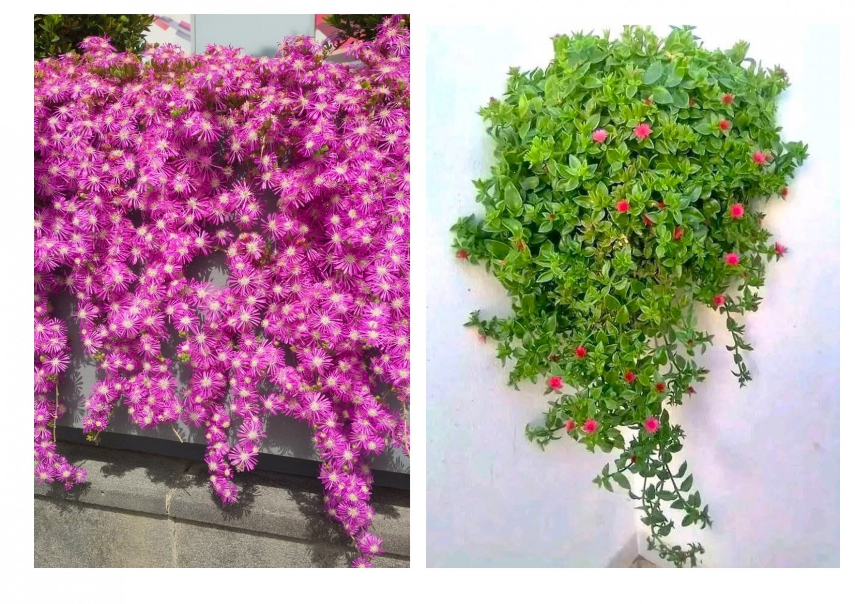 20 ADET YER ÖRTÜCÜ - SARKICI ÇİÇEK SETİ (10 ACEM HALISI + 10 BUZ ÇİÇEĞİ) 20 ADET YER ÖRTÜCÜ - SARKICI ÇİÇEK SETİ (10 ACEM HALISI + 10 BUZ ÇİÇEĞİ)