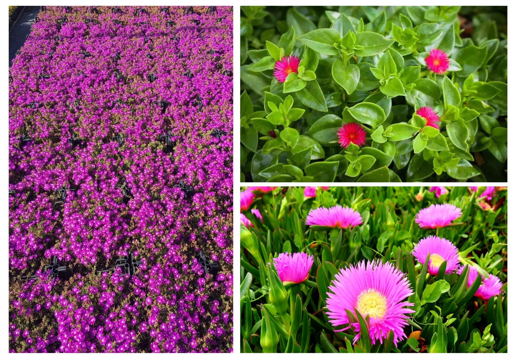 30 ADET YER ÖRTÜCÜ BİTKİ SETİ (10 ACEM HALISI + 10 BUZ ÇİÇEĞİ + 10 KAZ AYAĞI) 30 ADET YER ÖRTÜCÜ BİTKİ SETİ (10 ACEM HALISI + 10 BUZ ÇİÇEĞİ + 10 KAZ AYAĞI)