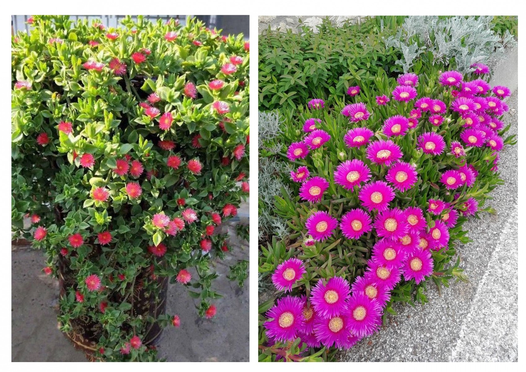 40 ADET YER ÖRTÜCÜ BİTKİ SETİ (20 BUZ ÇİÇEĞİ + 20 KAZ AYAĞI) 40 ADET YER ÖRTÜCÜ BİTKİ SETİ (20 BUZ ÇİÇEĞİ + 20 KAZ AYAĞI)