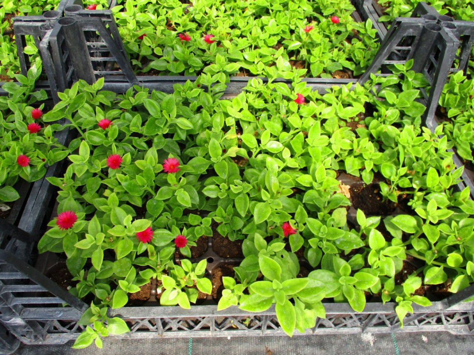 40 ADET YER ÖRTÜCÜ BİTKİ SETİ (20 BUZ ÇİÇEĞİ + 20 KAZ AYAĞI) 40 ADET YER ÖRTÜCÜ BİTKİ SETİ (20 BUZ ÇİÇEĞİ + 20 KAZ AYAĞI)