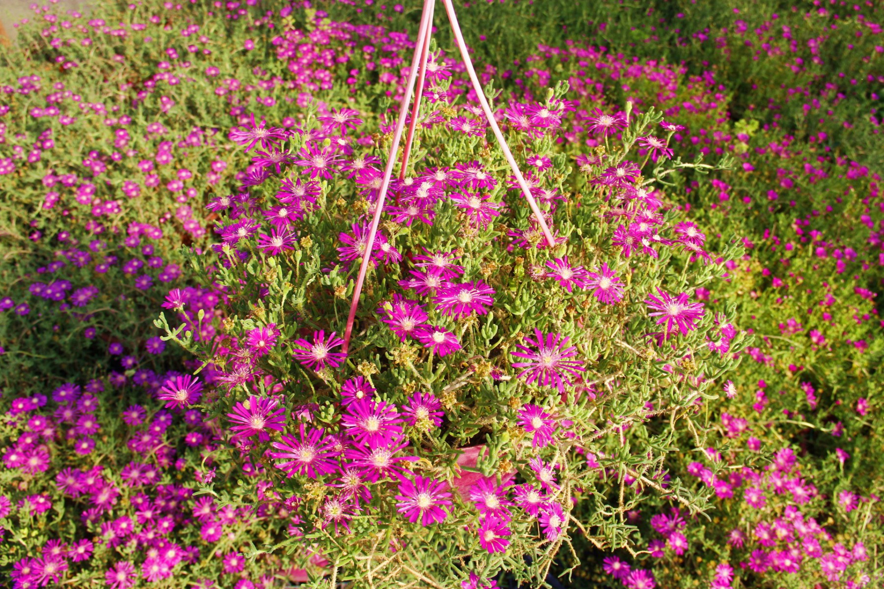 ACEM HALISI 2 ADET - PEMBE ASKILI SAKSIDA HEDİYELİK