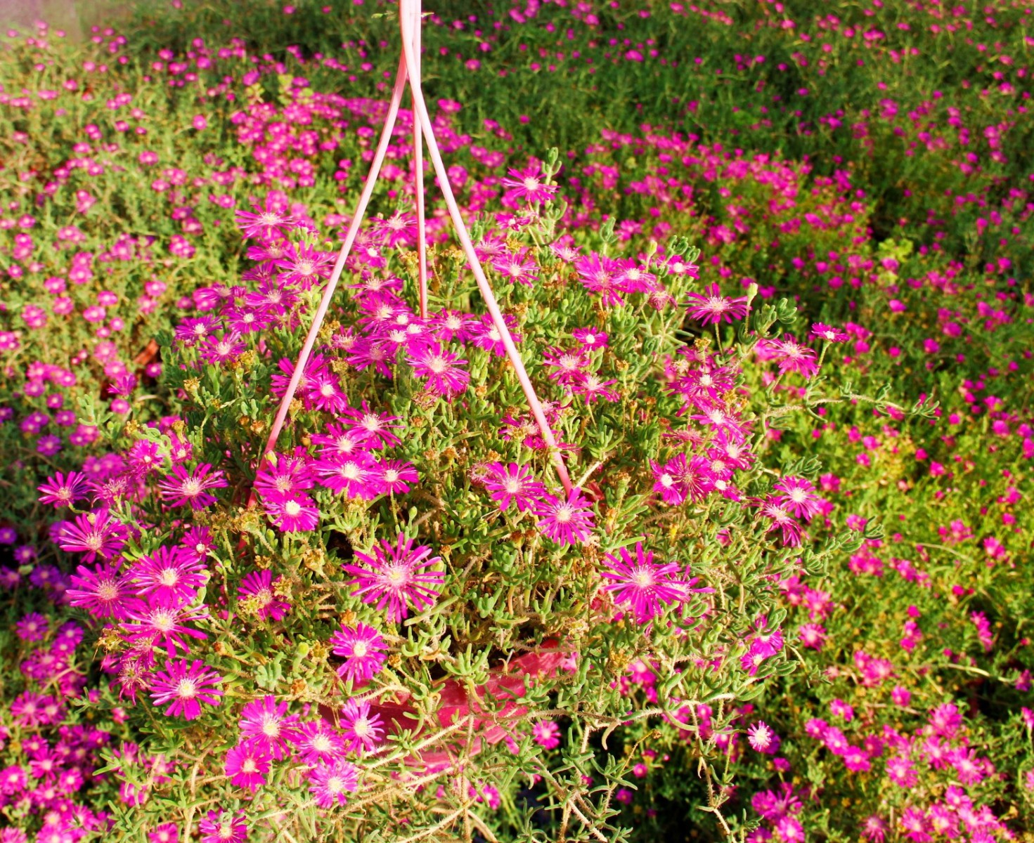 ACEM HALISI 2 ADET - PEMBE ASKILI SAKSIDA HEDİYELİK