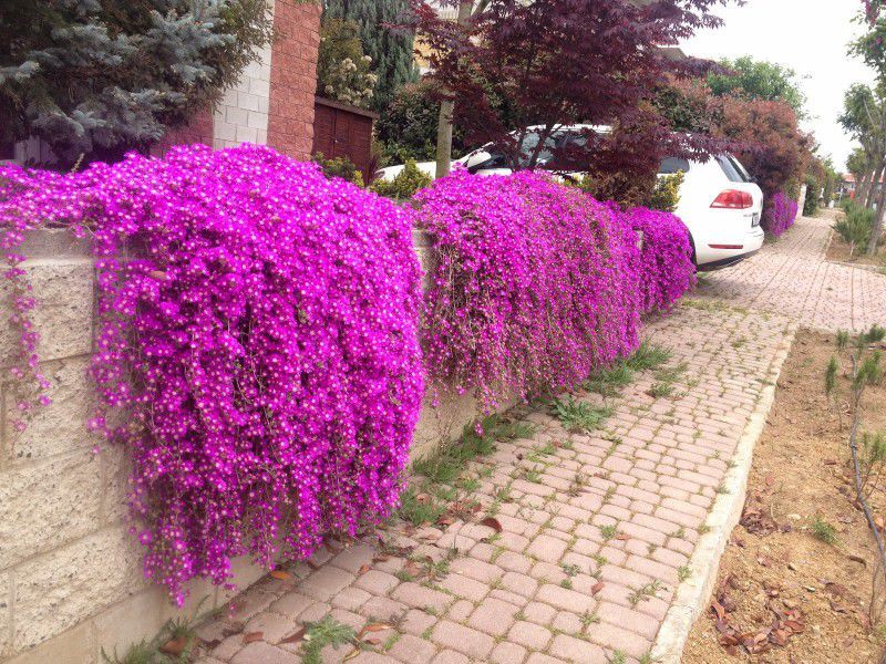 ACEM HALISI 3 ADET - ASKILI SAKSIDA HEDİYELİK ACEM HALISI 3 ADET - ASKILI SAKSIDA HEDİYELİK