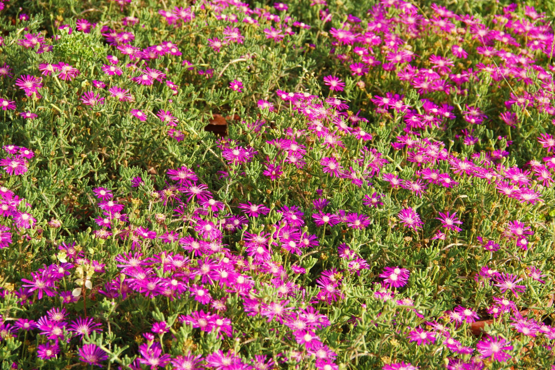 ACEM HALISI 3 ADET - PEMBE ASKILI SAKSIDA HEDİYELİK