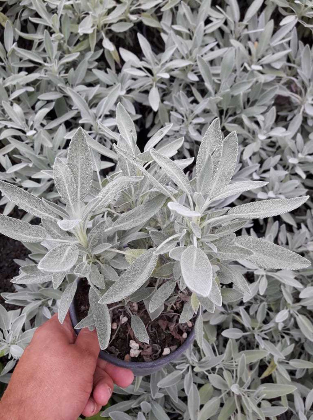 ADAÇAYI FİDANI 10 ADET - SAKSILI 20-30 CM ADAÇAYI FİDANI 10 ADET - SAKSILI 20-30 CM