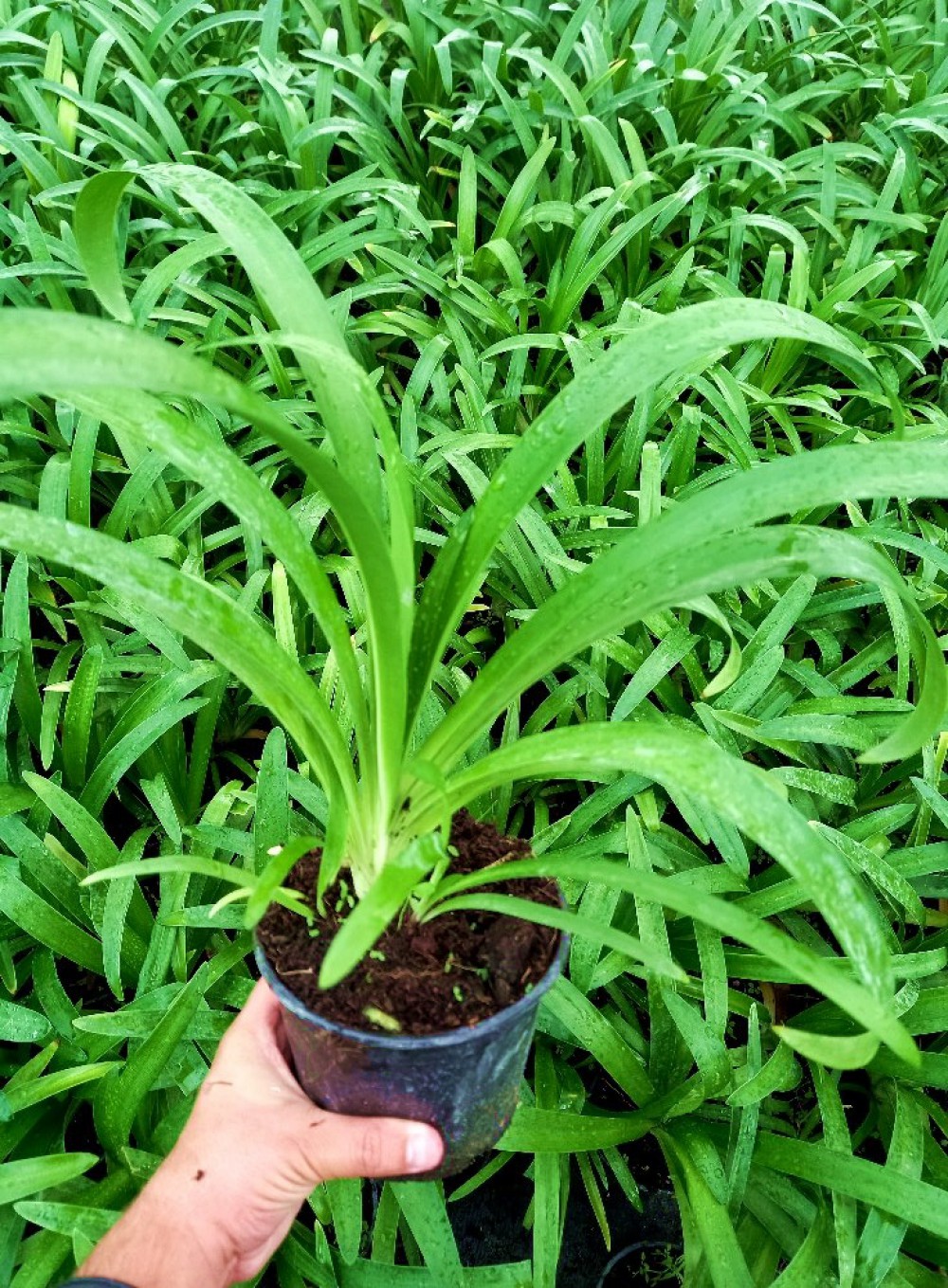 AFRİKA ZAMBAĞI 3 ADET - MAVİ SEVGİ ÇİÇEĞİ