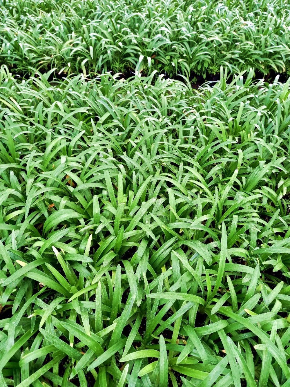 AFRİKA ZAMBAĞI 3 ADET - MAVİ SEVGİ ÇİÇEĞİ