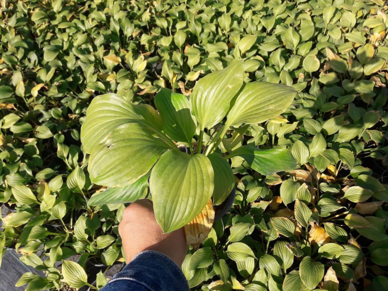 AĞUSTOS ZAMBAĞI HOSTA 10 ADET