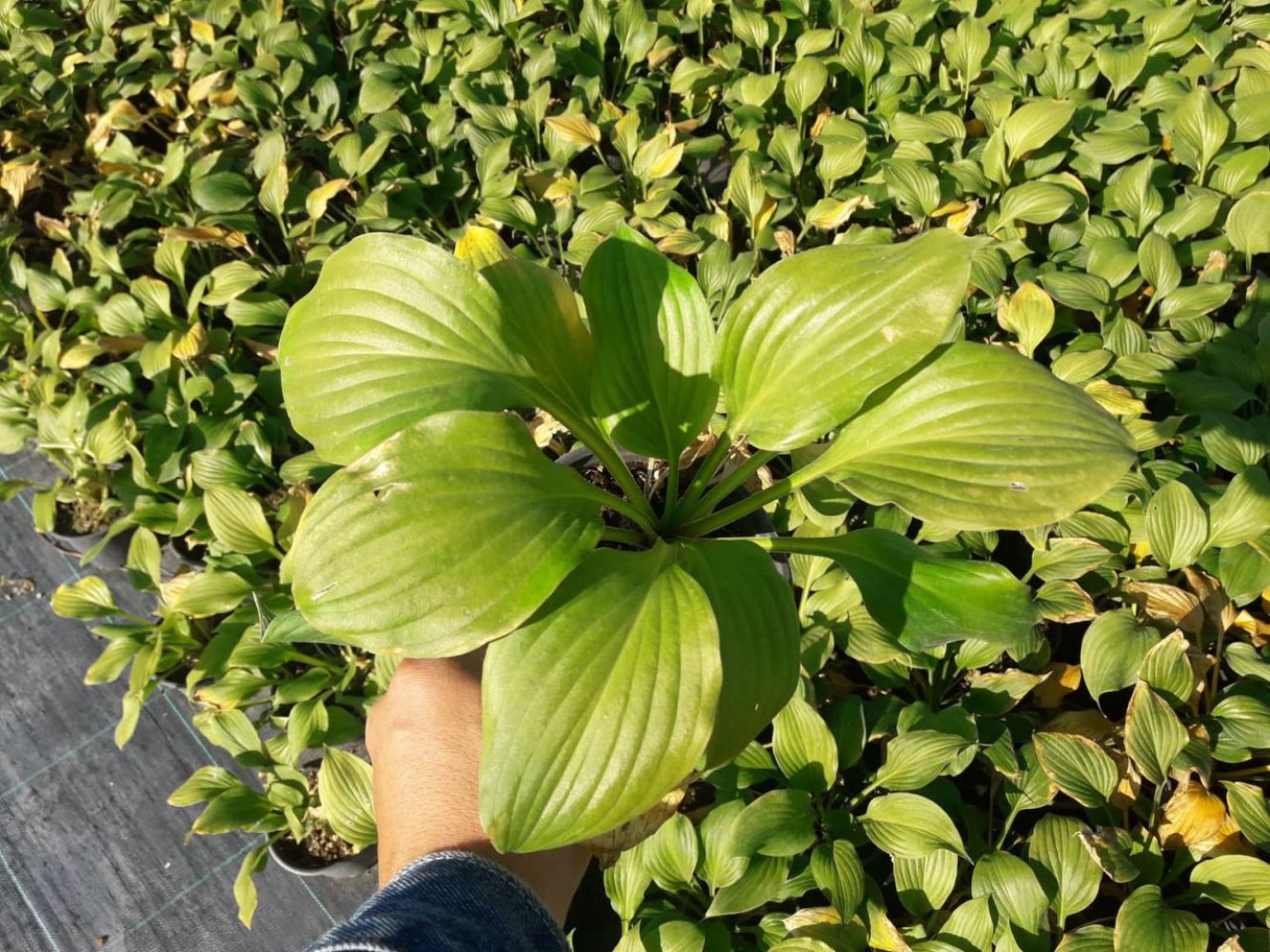 AĞUSTOS ZAMBAĞI HOSTA 10 ADET