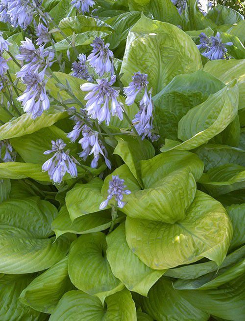 AĞUSTOS ZAMBAĞI HOSTA 5 ADET