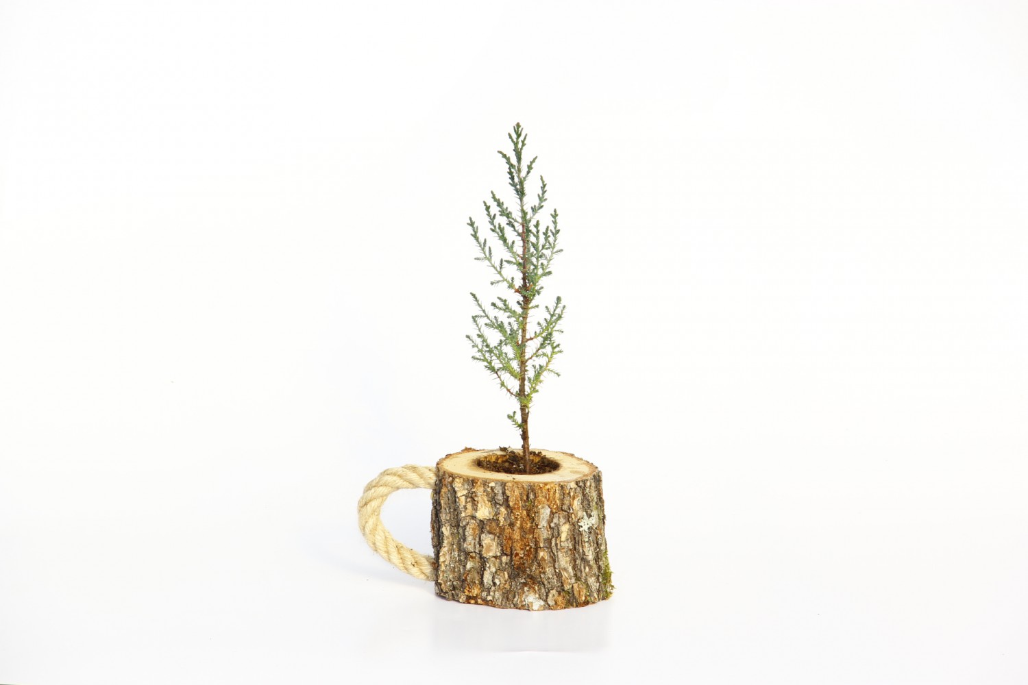 AHŞAP SAKSIDA ÇAM FİDANI 5 ADET - HEDİYELİK