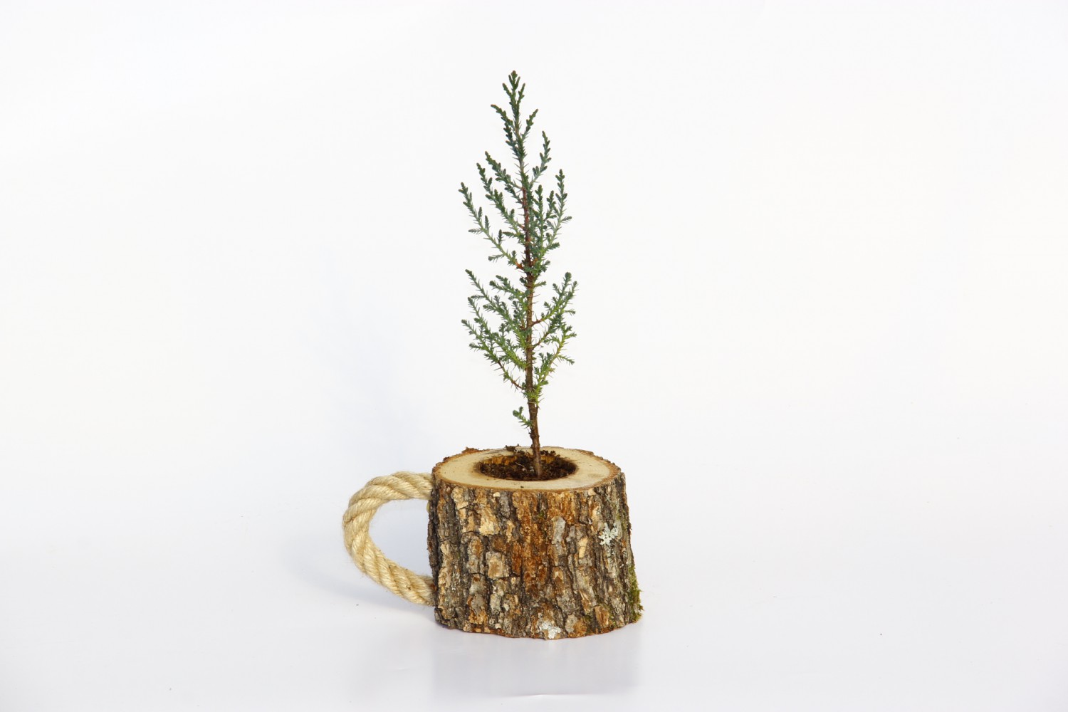 AHŞAP SAKSIDA ÇAM FİDANI 5 ADET - HEDİYELİK