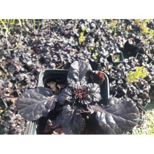 AJUGA 40 ADET - BORDO RENKLİ YER ÖRTÜCÜ BİTKİ