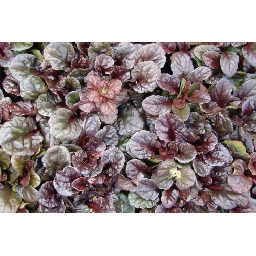 AJUGA 40 ADET - BORDO RENKLİ YER ÖRTÜCÜ BİTKİ