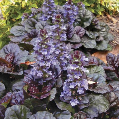 AJUGA 40 ADET - BORDO RENKLİ YER ÖRTÜCÜ BİTKİ