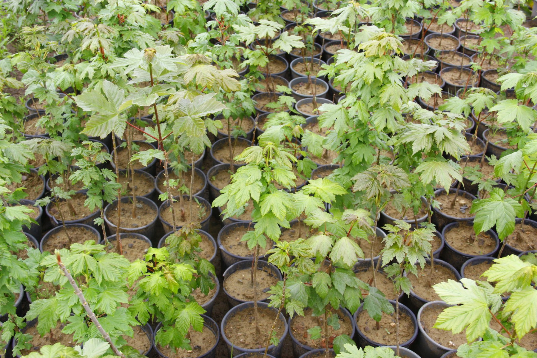 AKÇAAĞAÇ FİDANI 3 ADET - Acer Platanoides