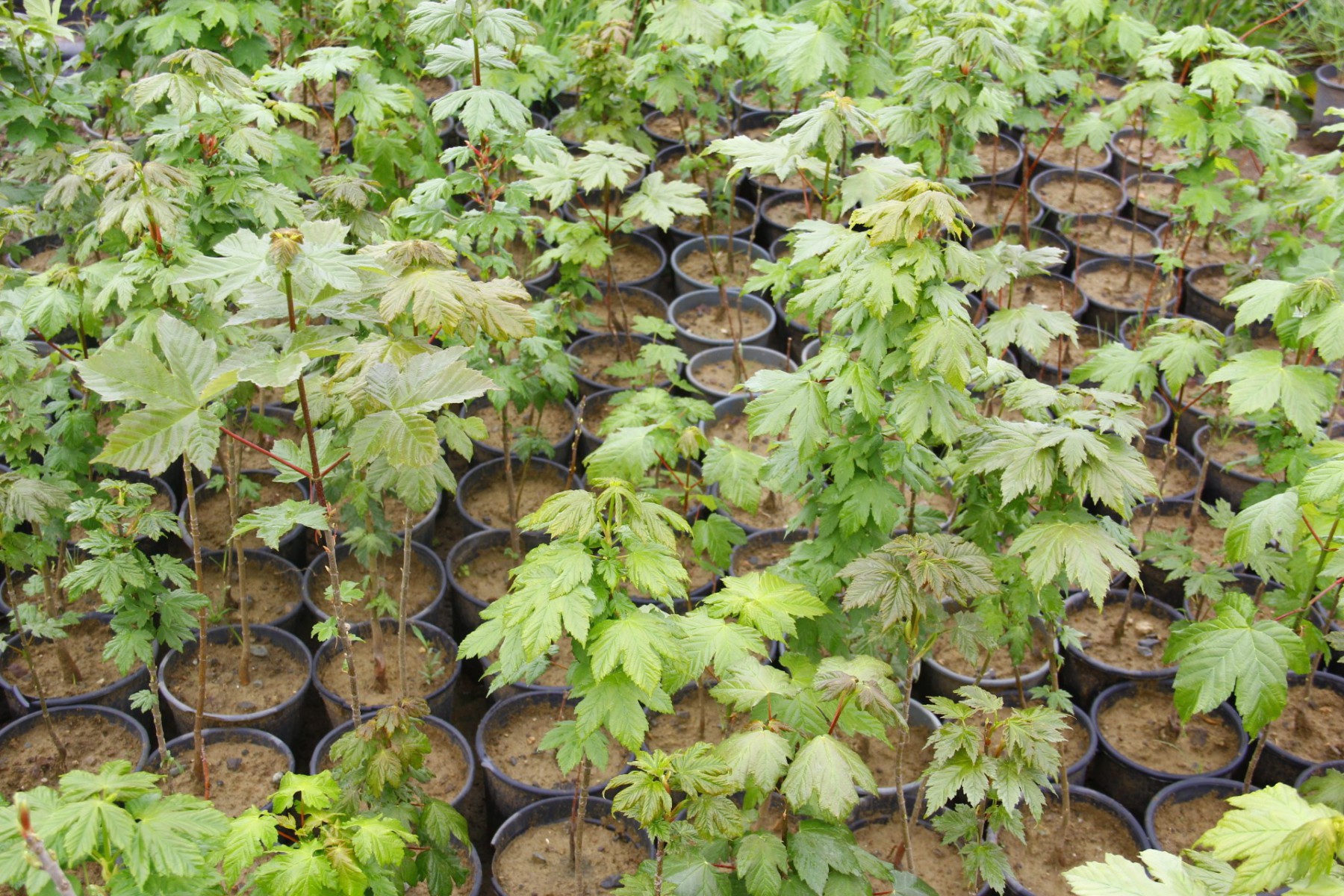 AKÇAAĞAÇ FİDANI - Acer Platanoides