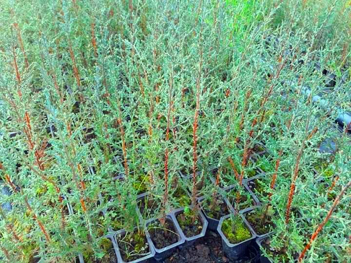 AKDENİZ SERVİSİ 100 ADET - ÇİT BİTKİSİ 40-60 cm