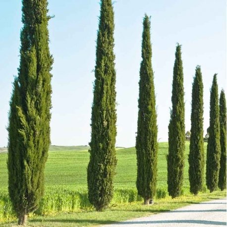 AKDENİZ SERVİSİ 30 ADET - ÇİT BİTKİSİ 40-60 cm AKDENİZ SERVİSİ 30 ADET - ÇİT BİTKİSİ 40-60 cm