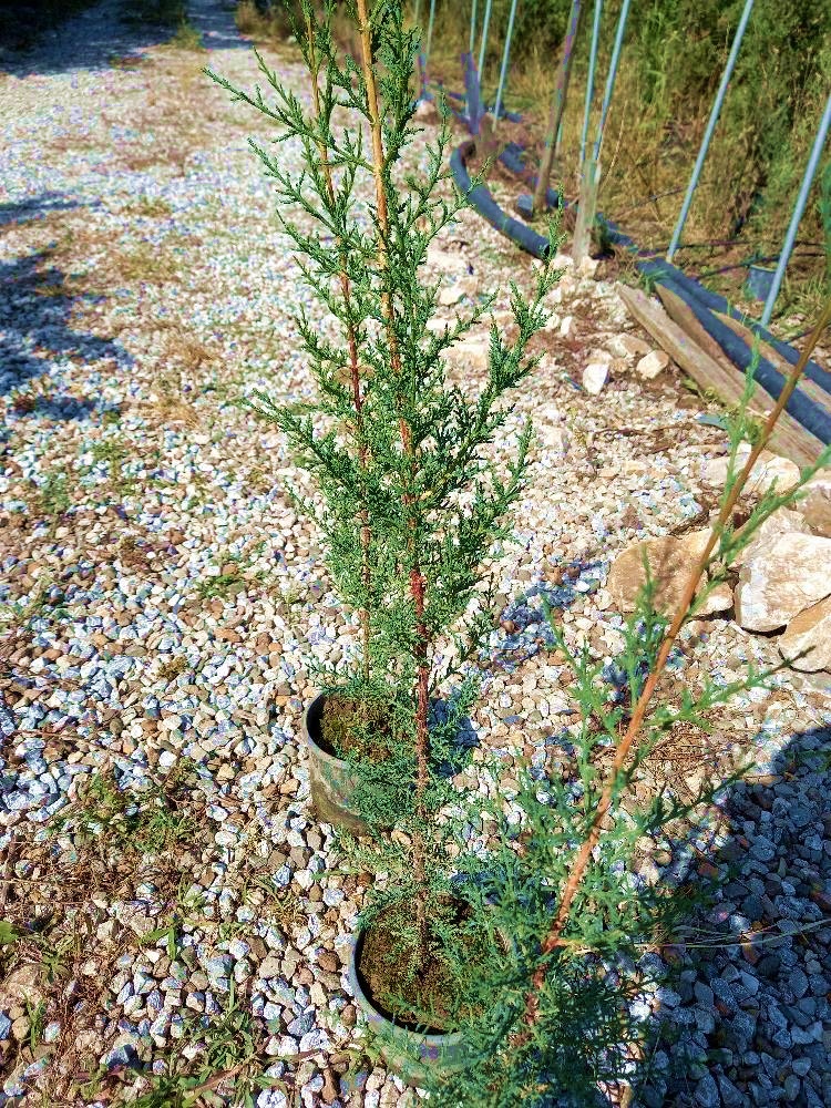 AKDENİZ SERVİSİ - ÇİT PEYZAJ BİTKİSİ 100 cm