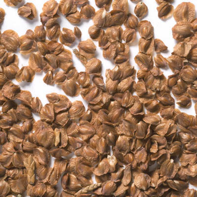 AKDENİZ SERVİSİ TOHUMU 500 ADET