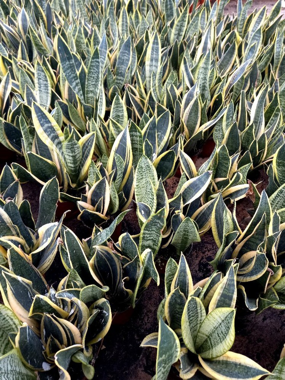 ALACALI PAŞA KILICI 3 ADET - HEDİYELİK SALON BİTKİSİ