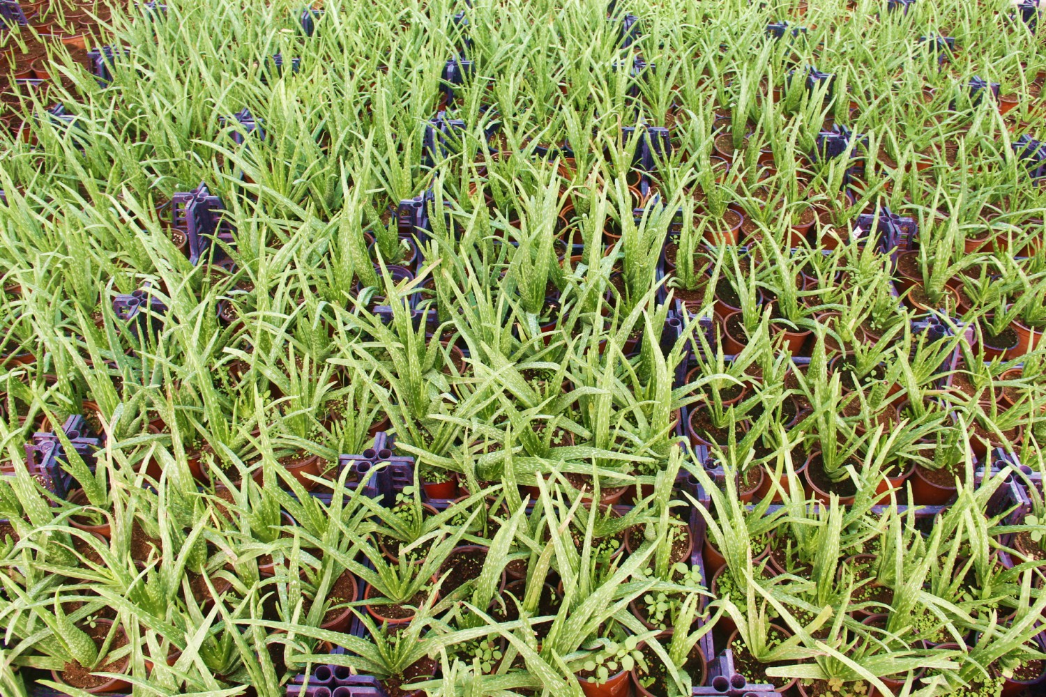 ALOE VERA BİTKİSİ 5 ADET