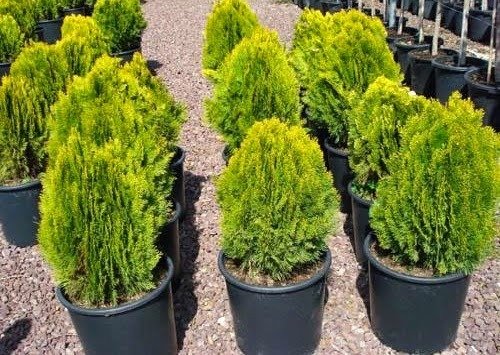 ALTUNİ TOP MAZI FİDANI 3 ADET