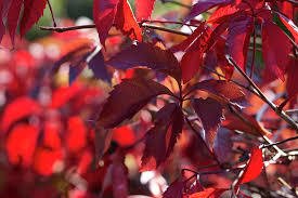 AMERİKAN SARMAŞIĞI 5 ADET - TIRMANICI ÇOK YILLIK BİTKİ