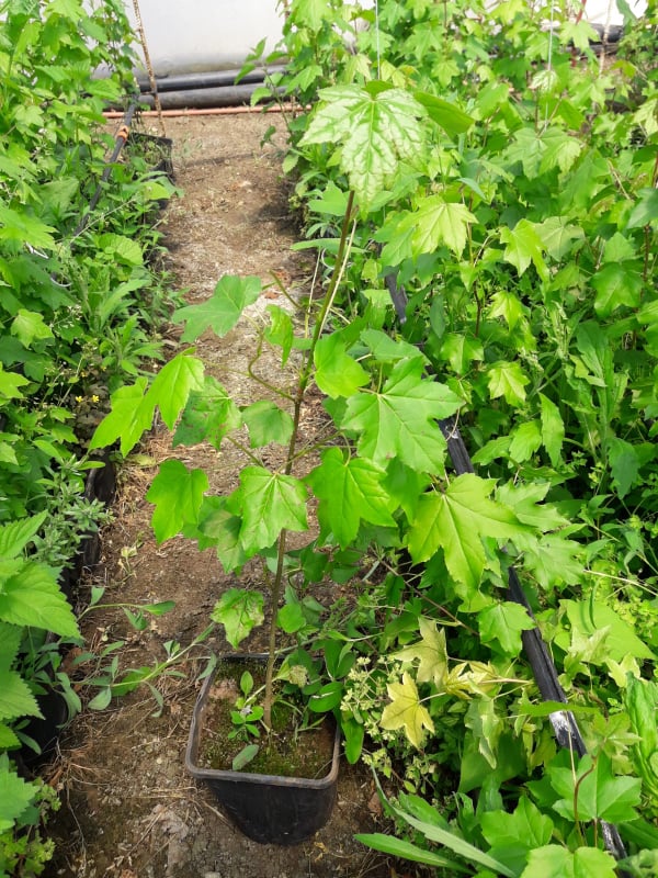 AMERİKAN SIĞLA AĞACI FİDANI 5 ADET