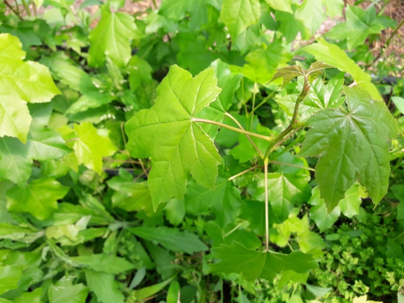 AMERİKAN SIĞLA AĞACI FİDANI 5 ADET